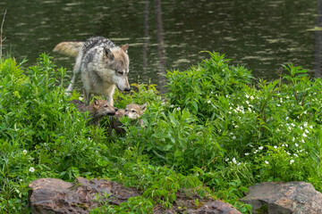 Fototapeta premium Grey Wolf (Canis lupus) and Pups Interact on Island Tongues Out Summer