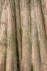 Tronco di albero, Tree trunk