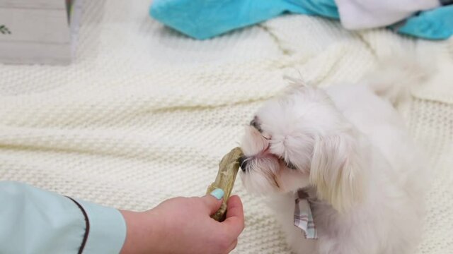 A white lap dog receives a gift for Christmas in the form of a decorative bone