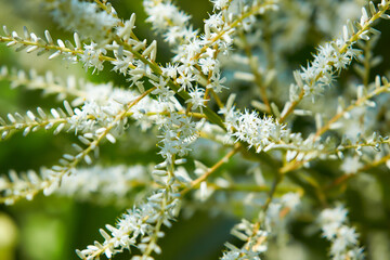 Blooming Cordyline australis, commonly known as cabbage tree or cabbage-palm. Close-up of white inflorescence with buds of Cordyline australis palm in  Place for text