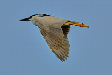 black-crowned night heron