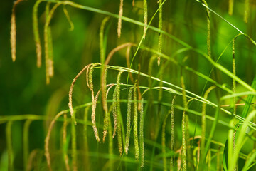 Carex pendula Grass, pendulous sedge or Weeping Sedge - obrazy, fototapety, plakaty