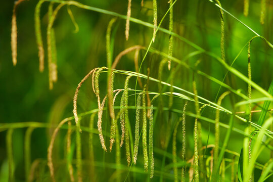 Carex pendula Grass, pendulous sedge or Weeping Sedge