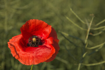 Red poppies blosdom in a  green cereal  at spring.