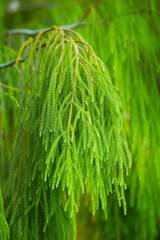 Beautiful huge grown lively forest green fir or spruce tree landscape background with long fresh hanging down branches and needle foliage