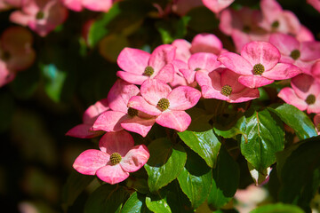 Dogwood (Cornus) blooming in the Spring in the forest. Beautiful flowers in a european garden in different colors