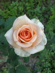 orange rose