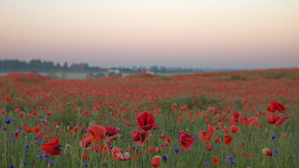 Red poppies blosdom in a  green cereal  at sunrise.