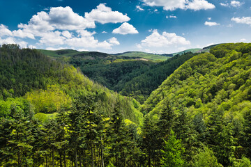 Fototapeta na wymiar forest in the mountains wales uk.