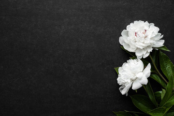 Two fresh white peony flowers on dark table background. Condolence card. Empty place for emotional, sentimental text, quote or sayings. Closeup. Top down view. - obrazy, fototapety, plakaty