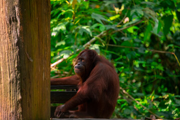 Sanctuary, animals, orangutans, foraging