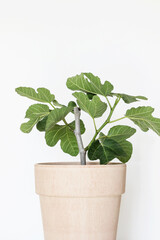 fig tree (Ficus carica) in pot with white background 