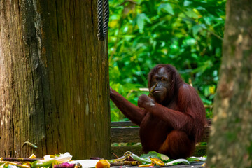 Sanctuary, animals, orangutans, foraging