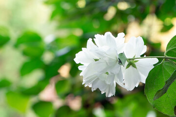 Blossoming Philadelphus . Blooming chubushnik. Gadening Bush of Philadelphus