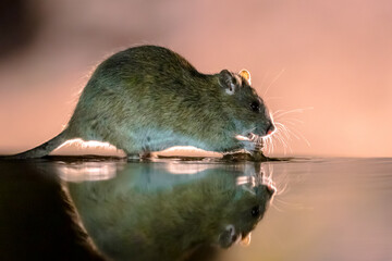 Brown rat in darkness walking in water