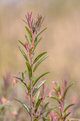 Bog rosemary rare heather species