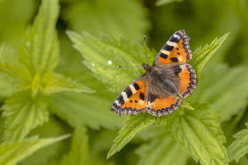 Butterfly Small tortoiseshell  on common nettle