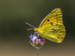 Clouded Yellow butterfly feeding on nectar