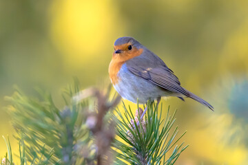 Red Robin bird in ecological garden