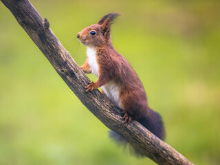 Naklejka na ściany i meble Red squirrel mindful on branch