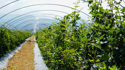 Farm of berries production for organic agro market
