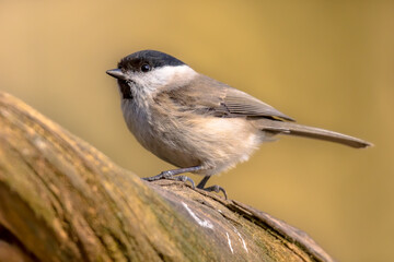 Willow tit perched on branch on blurred background