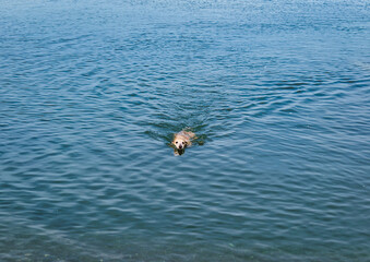 Dog in ocean swimming 