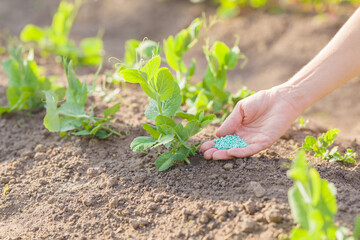 Young adult woman palm holding complex fertiliser granules for green pea plants. Closeup. Root feeding of vegetable.
