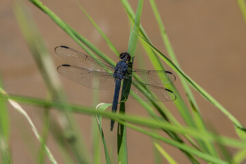 Large blue dragonfly closeup