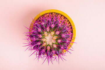 A round cactus with large purple thorns in a yellow pot. View from above. Close-up.