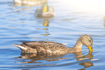 Female wood ducks, swimming in pond or lake. Calm surface of blue water with reflection on sunny day.