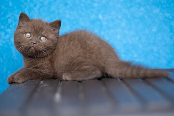 Britisch Kurzhaar Katze Kitten hübsch und verschmust