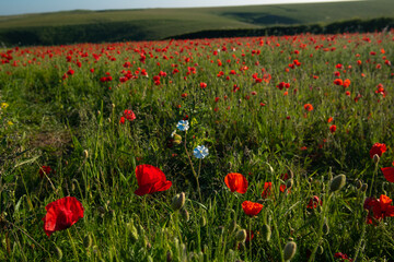 Poppies in a field with a blue flower