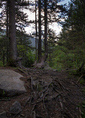 roots of an old tree spread through the forest floor