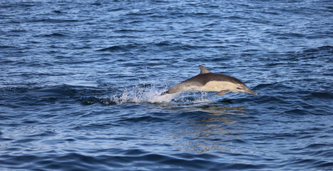 Fototapeta premium dolphin jumping out of water