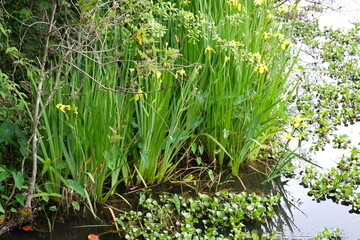 Obraz premium Flag iris growing in shallow lake marsh water