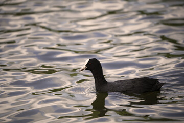 black coot on a pond in nature