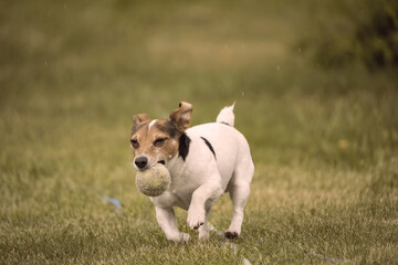Jack Russell Terrier in fetch