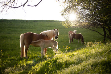 Pony is feeding on his mother during sunset on a meadow