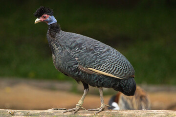 guinea fowl