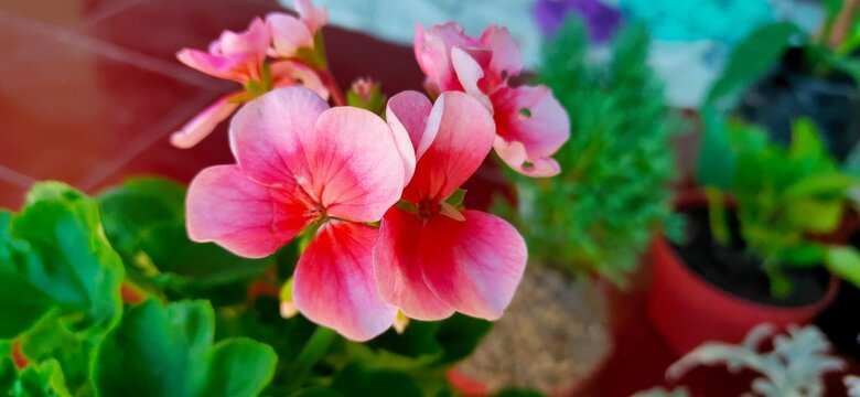 scenery of plants that have beautiful leaves and flowers