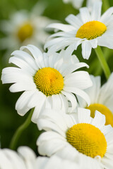Blossoms of several beautiful white daisies up close in the daylight on a spring day in an upright image