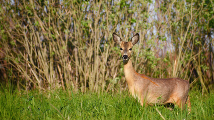 A young female European roe deer in natural wild nature on a spring sunny day, close-up stands in the grass sideways looking straight into the lens.