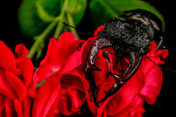 Fototapete bei efototapeten.de bestellen   