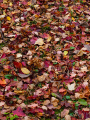 autumn leaves background