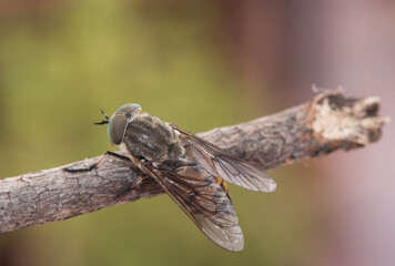Tabanus species Black horse fly good sized winged insect with huge green compound eyes crystalline-looking wings and brown and black abdomen perched on twig