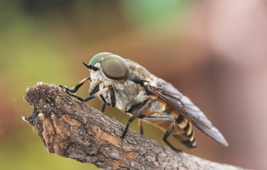 Tabanus species Black horse fly good sized winged insect with huge green compound eyes crystalline-looking wings and brown and black abdomen perched on twig