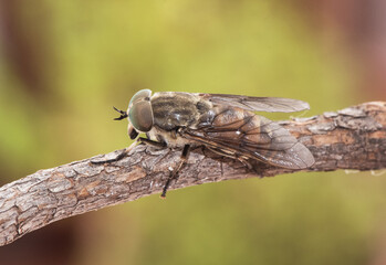 Tabanus species Black horse fly good sized winged insect with huge green compound eyes crystalline-looking wings and brown and black abdomen perched on twig