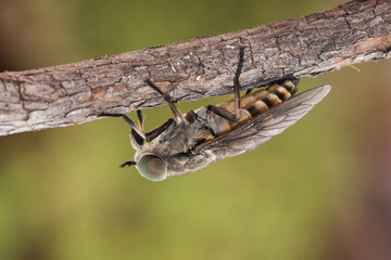 Tabanus species Black horse fly good sized winged insect with huge green compound eyes crystalline-looking wings and brown and black abdomen perched on twig