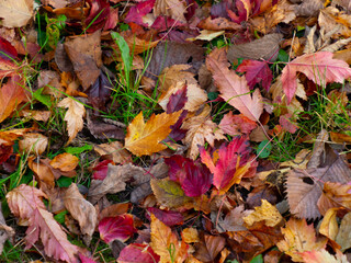 autumn leaves background